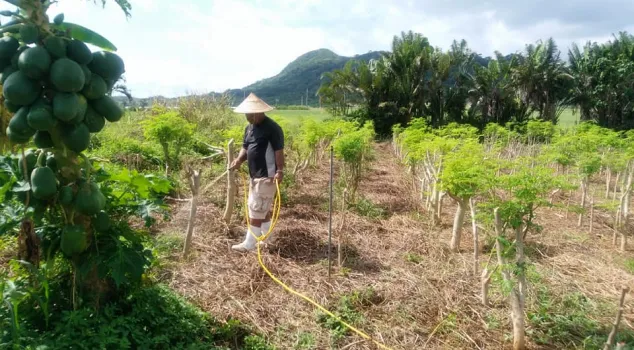 石垣島モリンガ組合