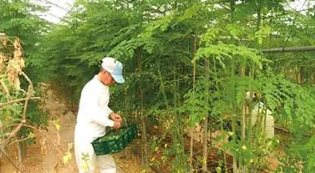 無農薬・無添加